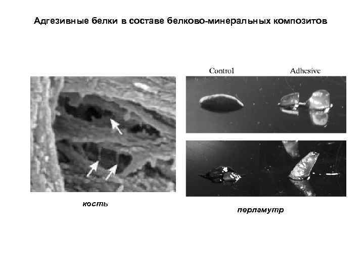 Адгезивные белки в составе белково-минеральных композитов кость перламутр 