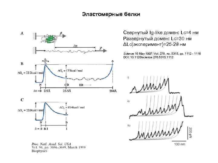 Эластомерные белки Свернутый Ig-like домен: Lc=4 нм Развернутый домен: Lc=30 нм ΔLc(эксперимент)=25 -29 нм