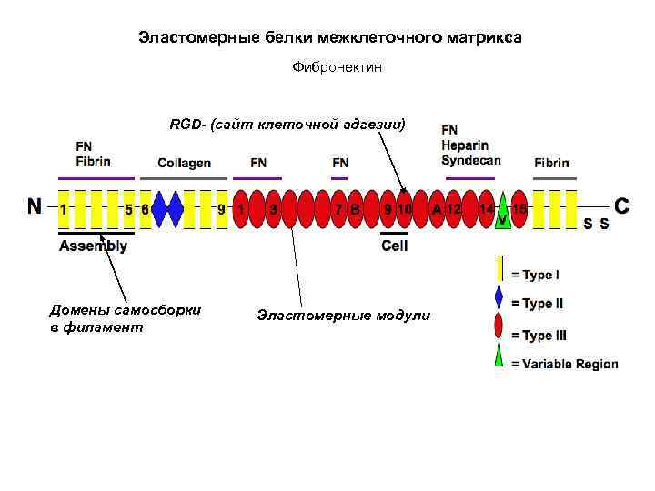 Эластомерные белки межклеточного матрикса Фибронектин RGD- (сайт клеточной адгезии) Домены самосборки в филамент Эластомерные