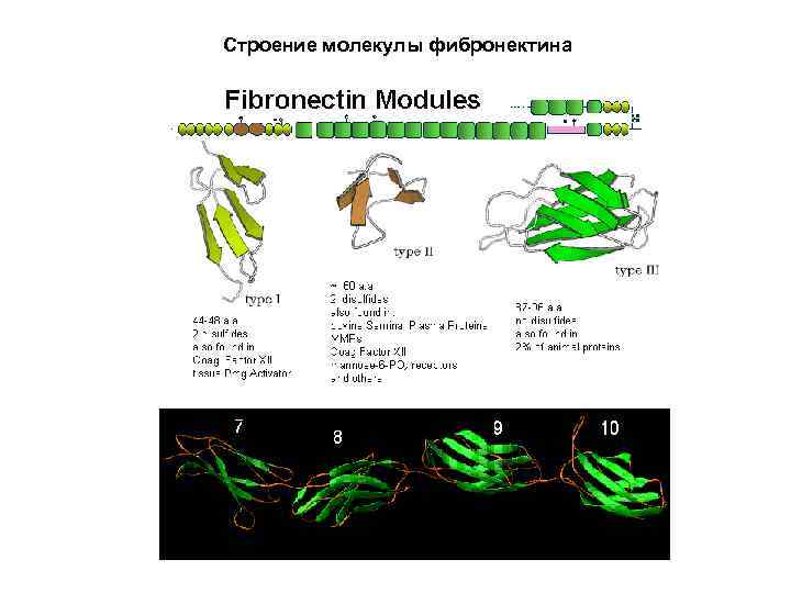 Строение молекулы фибронектина 