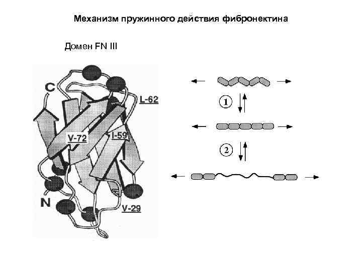 Механизм пружинного действия фибронектина Домен FN III 
