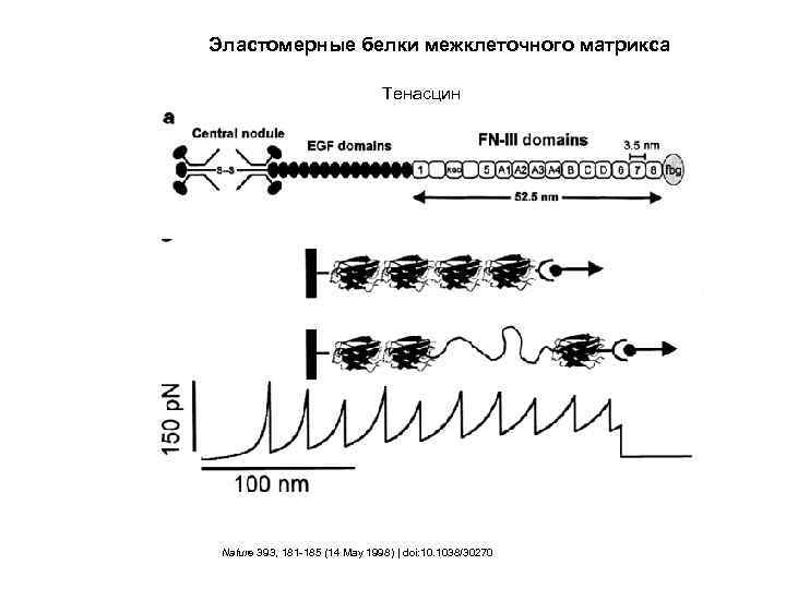 Эластомерные белки межклеточного матрикса Тенасцин Nature 393, 181 -185 (14 May 1998) | doi: