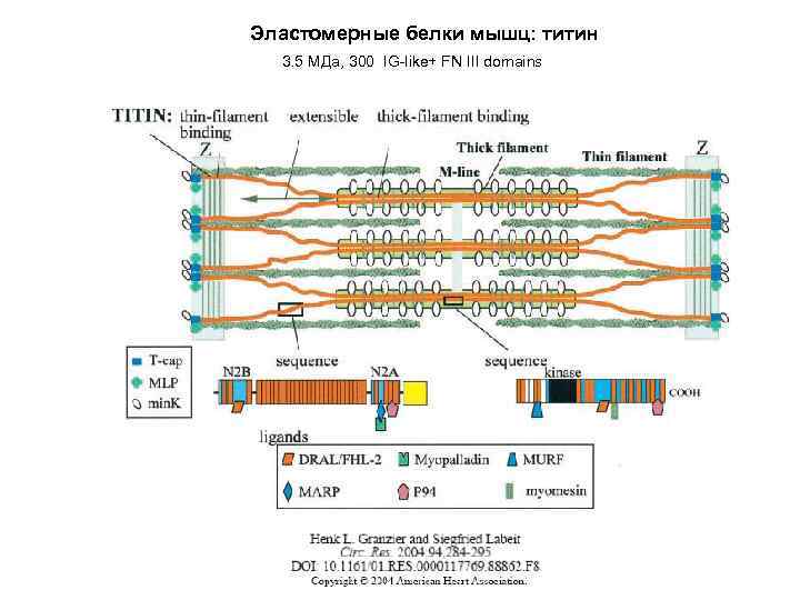 Эластомерные белки мышц: титин 3. 5 МДа, 300 IG-like+ FN III domains 