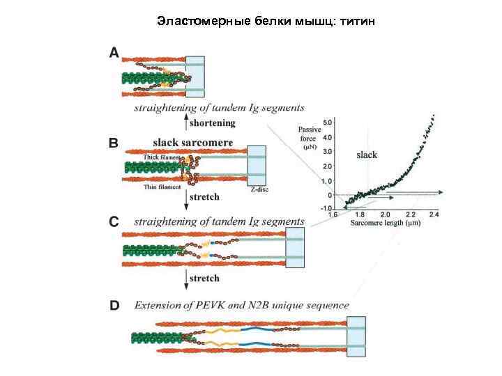 Эластомерные белки мышц: титин 