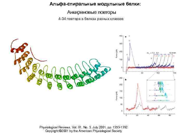 Альфа-спиральные модульные белки: Анкириновые повторы 4 -34 повтора в белках разных классов Physiological Reviews,