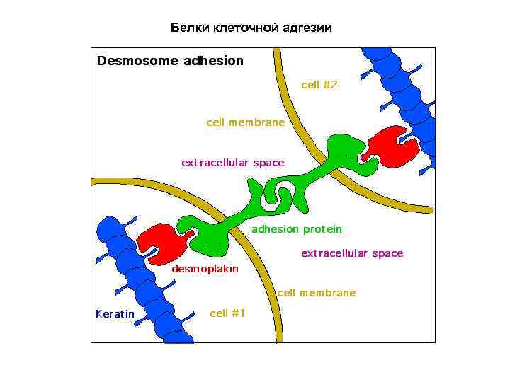 Белки клеточной адгезии 