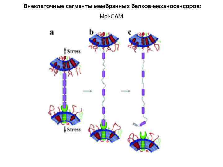 Внеклеточные сегменты мембранных белков-механосенсоров: Mel-САМ 