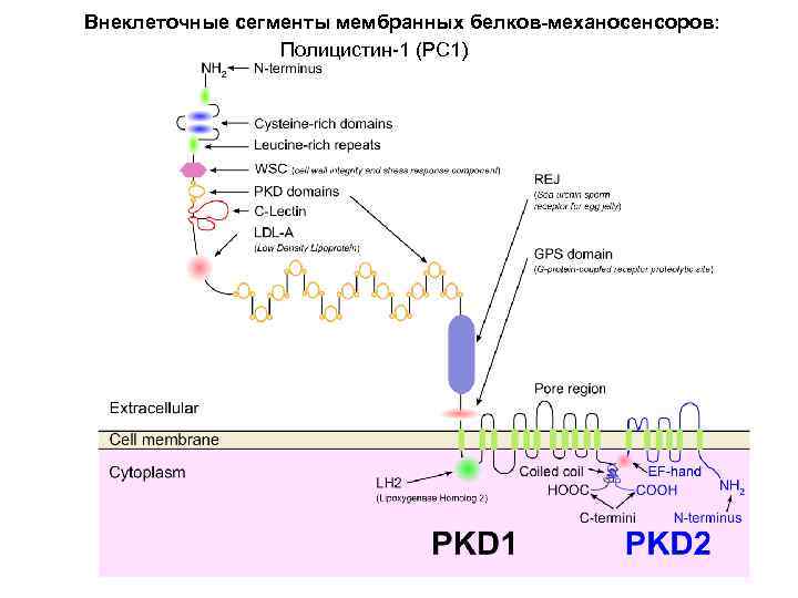 Внеклеточные сегменты мембранных белков-механосенсоров: Полицистин-1 (PC 1) 