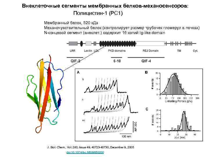 Внеклеточные сегменты мембранных белков-механосенсоров: Полицистин-1 (PC 1) Мембранный белок, 520 к. Да Механочувствительный белок