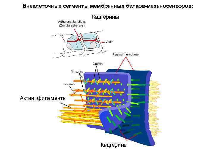 Внеклеточные сегменты мембранных белков-механосенсоров: Кадгерины Актин. филаменты Кадгерины 