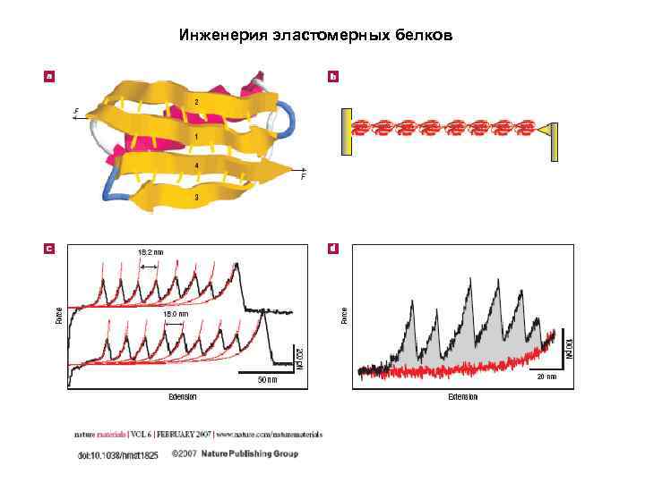 Инженерия эластомерных белков 