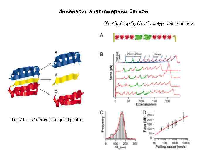 Инженерия эластомерных белков (GB 1)4 -(Top 7)2 -(GB 1)4 polyprotein chimera Top 7 is