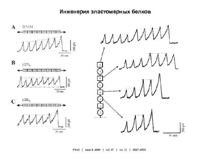 Инженерия эластомерных белков 