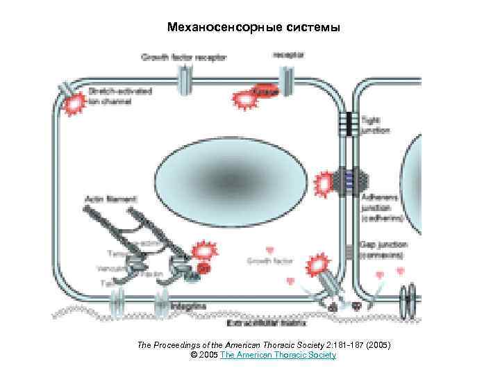 Механосенсорные системы The Proceedings of the American Thoracic Society 2: 181 -187 (2005) ©