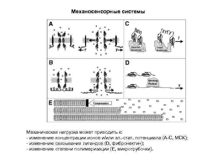 Механосенсорные системы Механическая нагрузка может приводить к: - изменению концентрации ионов и/или эл. -стат.