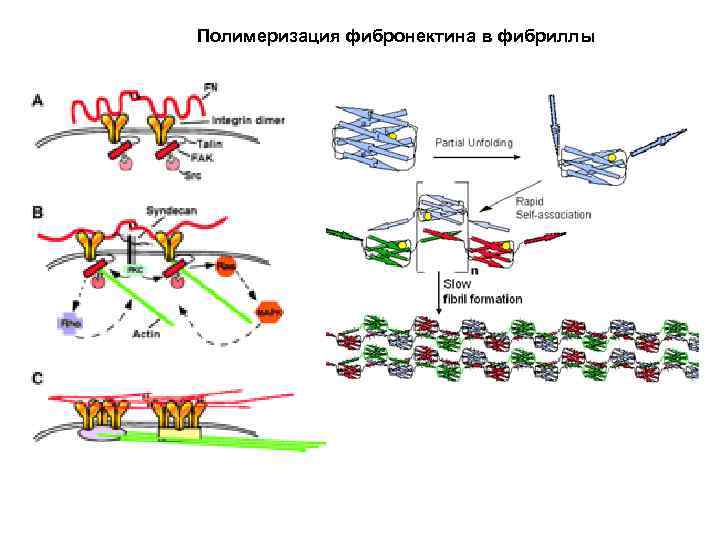 Полимеризация фибронектина в фибриллы 