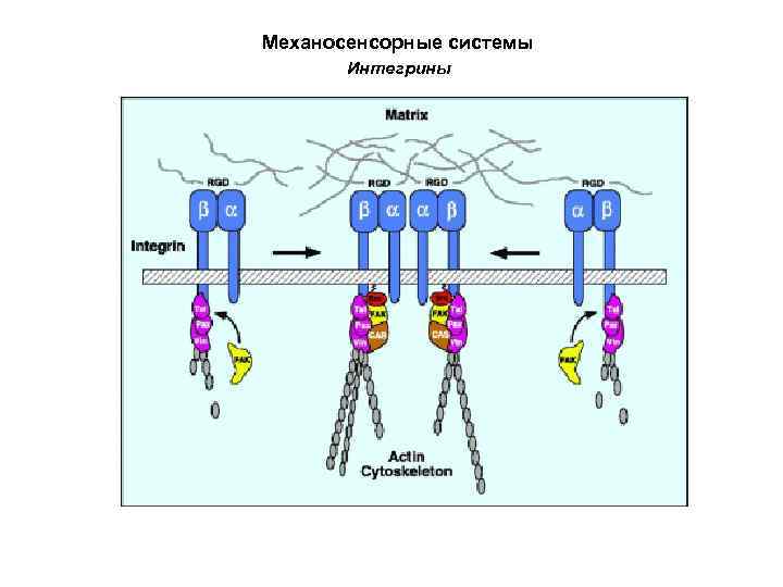 Механосенсорные системы Интегрины 