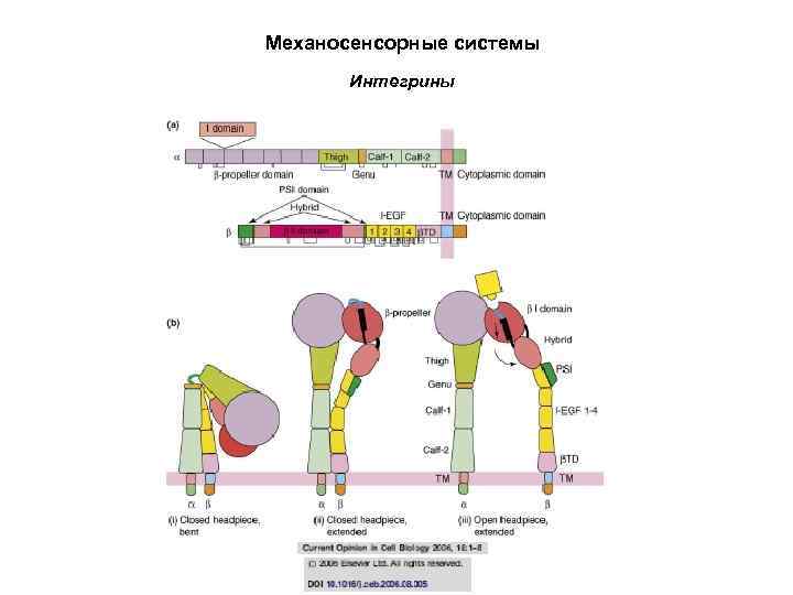 Механосенсорные системы Интегрины 