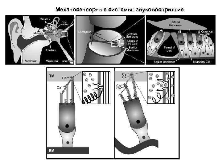 Механосенсорные системы: звуковосприятие 