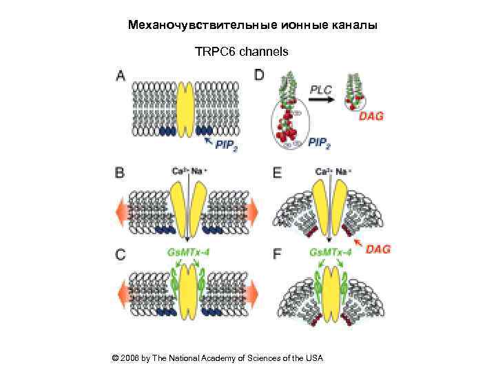 Механочувствительные ионные каналы TRPC 6 channels © 2006 by The National Academy of Sciences