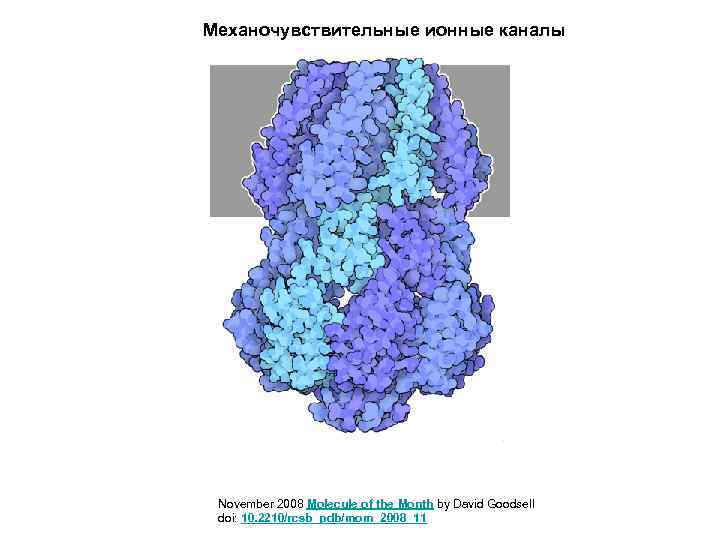 Механочувствительные ионные каналы November 2008 Molecule of the Month by David Goodsell doi: 10.