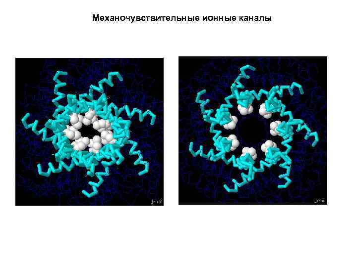 Механочувствительные ионные каналы 