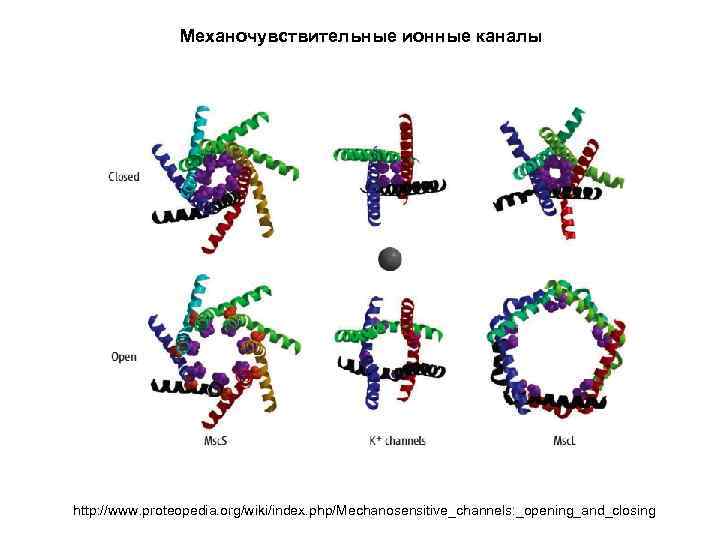 Механочувствительные ионные каналы http: //www. proteopedia. org/wiki/index. php/Mechanosensitive_channels: _opening_and_closing 