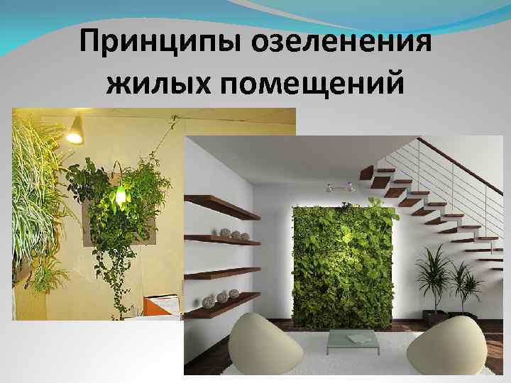 Принципы озеленения жилых помещений 