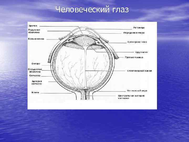 Человеческий глаз 