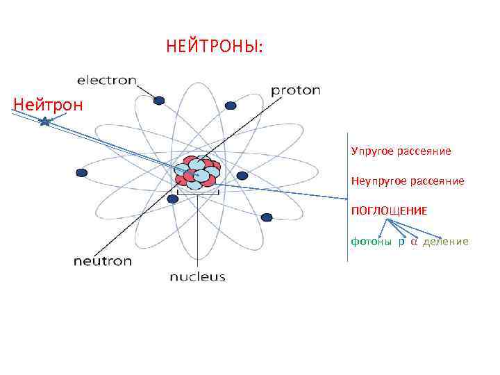 НЕЙТРОНЫ: Нейтрон Упругое рассеяние Неупругое рассеяние ПОГЛОЩЕНИЕ фотоны р α деление 