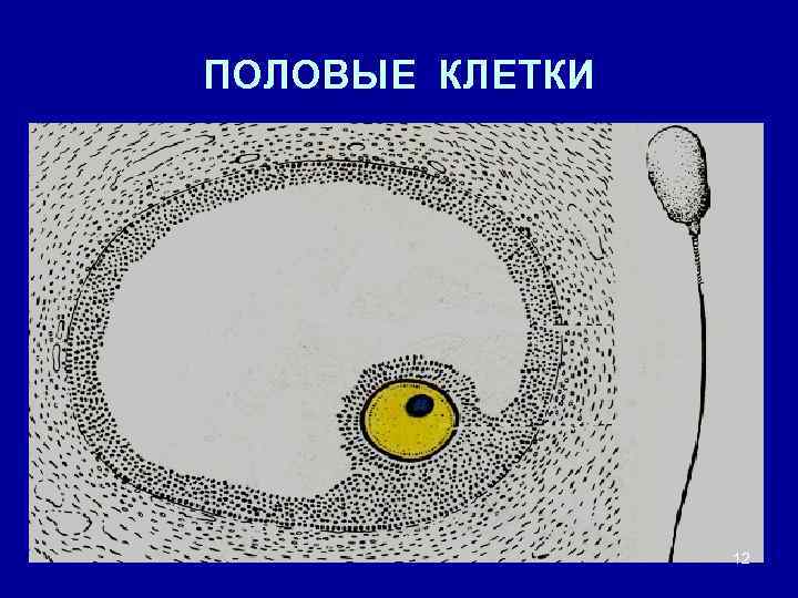 Рисунок половых клеток. Рисунок половой клетки. Половые клетки гистология. Половые клетки термин. Половые клетки онтогенез.