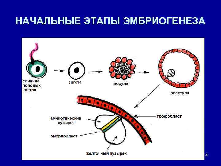 НАЧАЛЬНЫЕ ЭТАПЫ ЭМБРИОГЕНЕЗА 14 