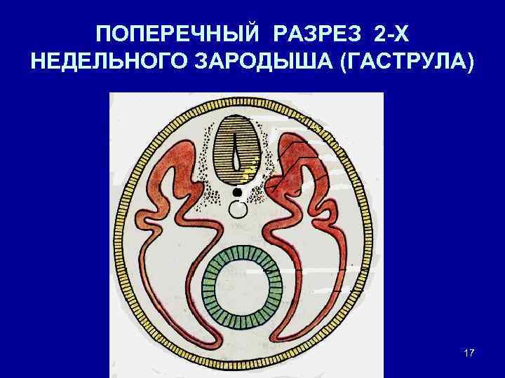 ПОПЕРЕЧНЫЙ РАЗРЕЗ 2 -Х НЕДЕЛЬНОГО ЗАРОДЫША (ГАСТРУЛА) 17 