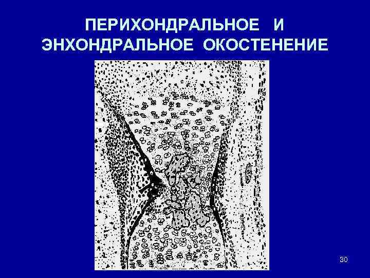 ПЕРИХОНДРАЛЬНОЕ И ЭНХОНДРАЛЬНОЕ ОКОСТЕНЕНИЕ 30 