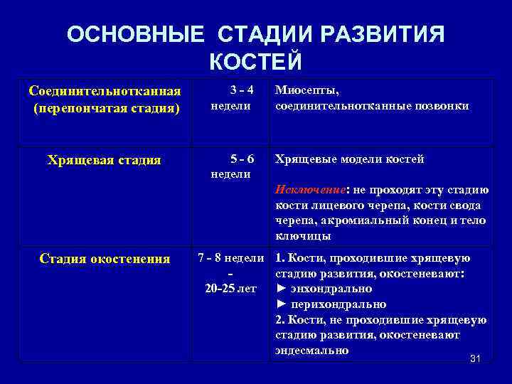 ОСНОВНЫЕ СТАДИИ РАЗВИТИЯ КОСТЕЙ Соединительнотканная (перепончатая стадия) 3 -4 недели Миосепты, соединительнотканные позвонки Хрящевая