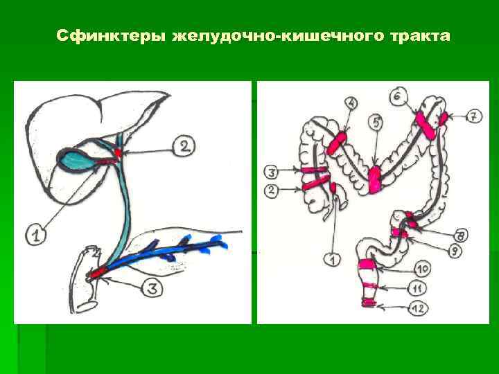 Сфинктеры толстой кишки схема