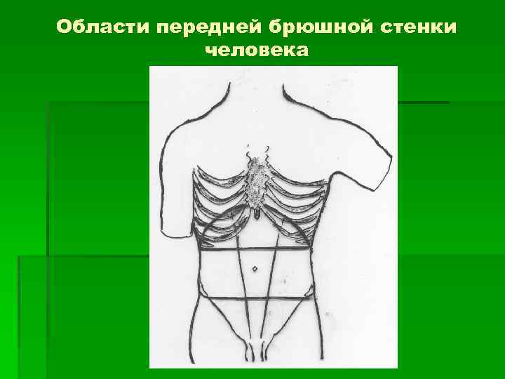 Области передней брюшной стенки человека 