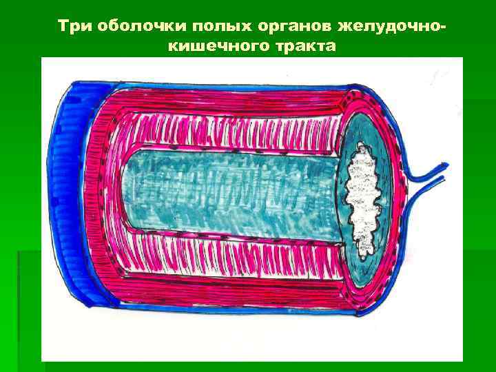 Из каких основных оболочек состоят стенки полых внутренних органов