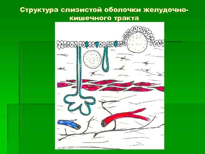 Структура слизистой оболочки желудочнокишечного тракта 
