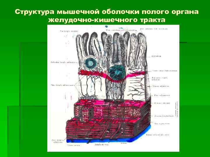 Структура мышечной оболочки полого органа желудочно-кишечного тракта 