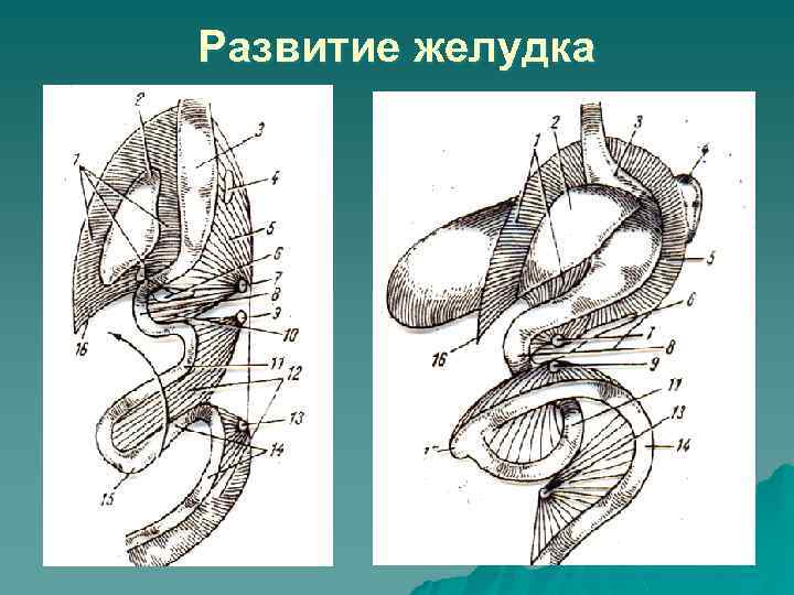 Развитие желудка 