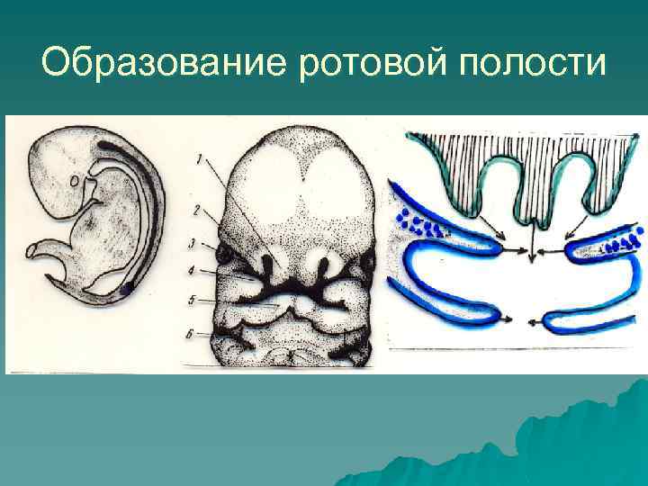 Образование ротовой полости 