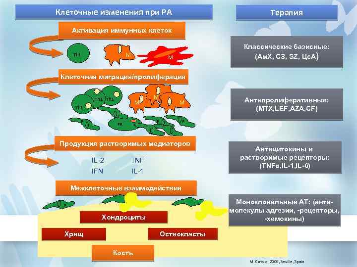 Клеточные изменения при РА Терапия Активация иммунных клеток M Th 1 Классические базисные: (Ам.