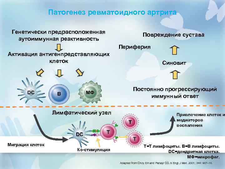 Патогенез ревматоидного артрита Генетически предрасположенная аутоиммунная реактивность Повреждение сустава Периферия Активация антигенпредставляющих клеток Синовит