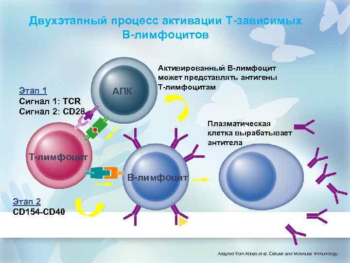 Двухэтапный процесс активации T-зависимых B-лимфоцитов Этап 1 Сигнал 1: TCR Сигнал 2: CD 28