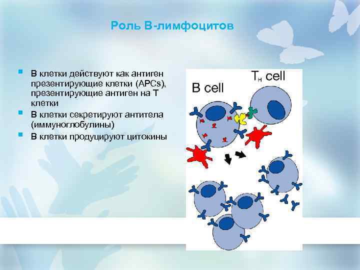 Роль В-лимфоцитов § § § B клетки действуют как антиген презентирующие клетки (APCs), презентирующие