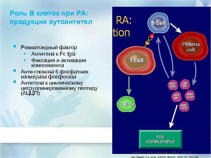 Роль В клеток при РА: продукция аутоантител § § § Ревматоидный фактор § Антитела