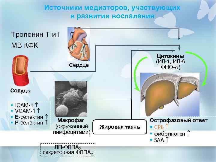 Источники медиаторов, участвующих в развитии воспаления Тропонин Т и I МВ КФК Цитокины (ИЛ-1,