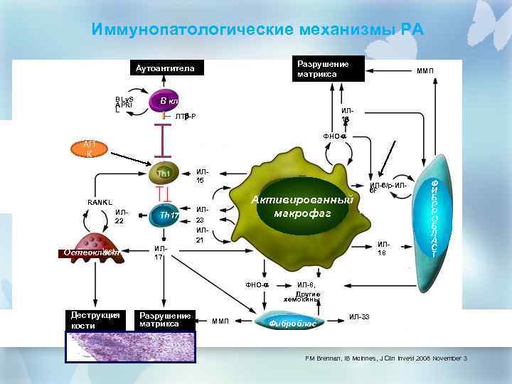 Иммунопатологические механизмы РА Разрушение матрикса Аутоантитела BLy. S APRI L В кл ММП Ритуксимаб