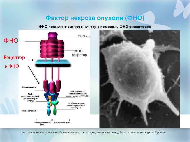 Фно это. Фактор некроза опухоли Альфа. TNF фактор некроза опухоли. Факторы некроза опухоли иммунология. TNF tumor necrosis Factor фактор некроза опухоли.